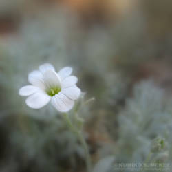 Tiny White Flower 11