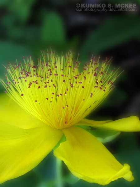 Yellow Flower 5