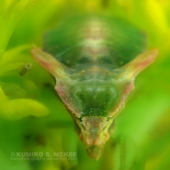 Unknown Green Insect 2