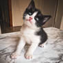 Very cute looking kitten