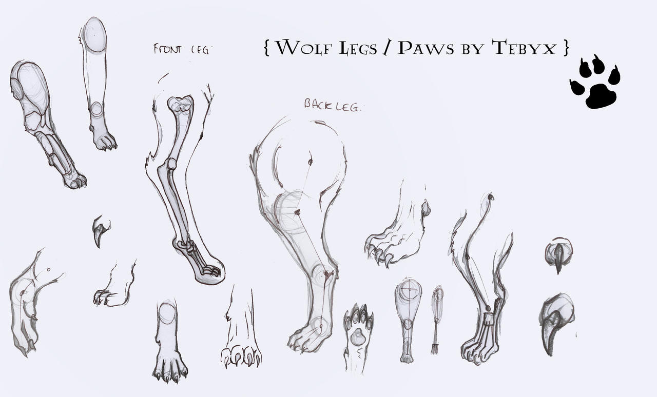 Строение лапок. Анатомия лапы собаки референс. Анатомия волка референс лапы. Волчья лапа анатомия. Задние лапы волка референс.