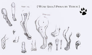 Wolf Anatomy: Legs And Paws