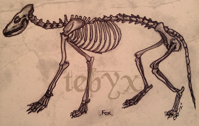 Fox Skeleton