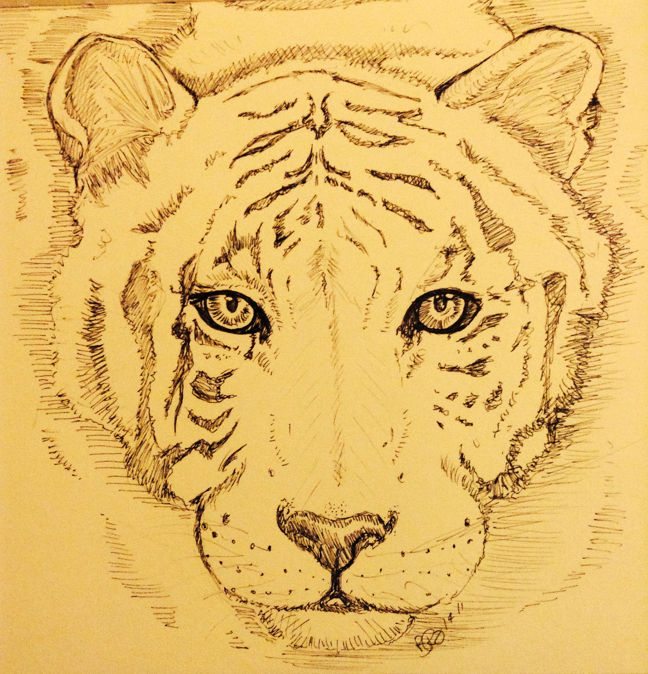 Tiger sketch