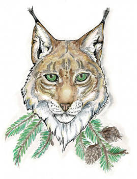 .::Eurasian Lynx::.