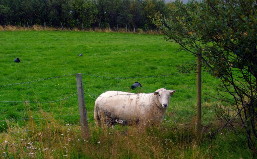 Northern sheep