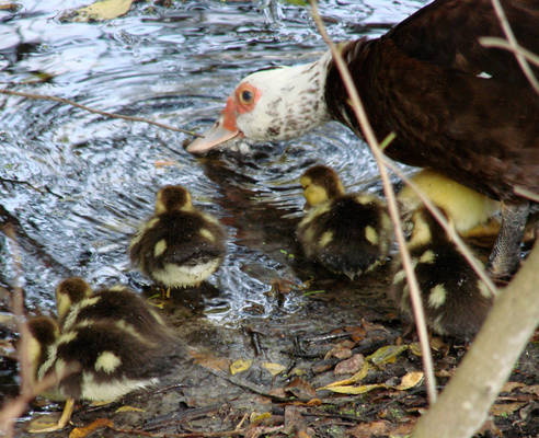 Duckies in Training 5