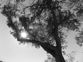 Sunny Days - BW