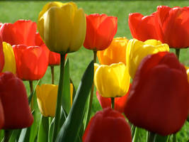 Easter Tulips