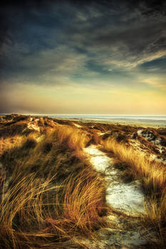 North sea dunes