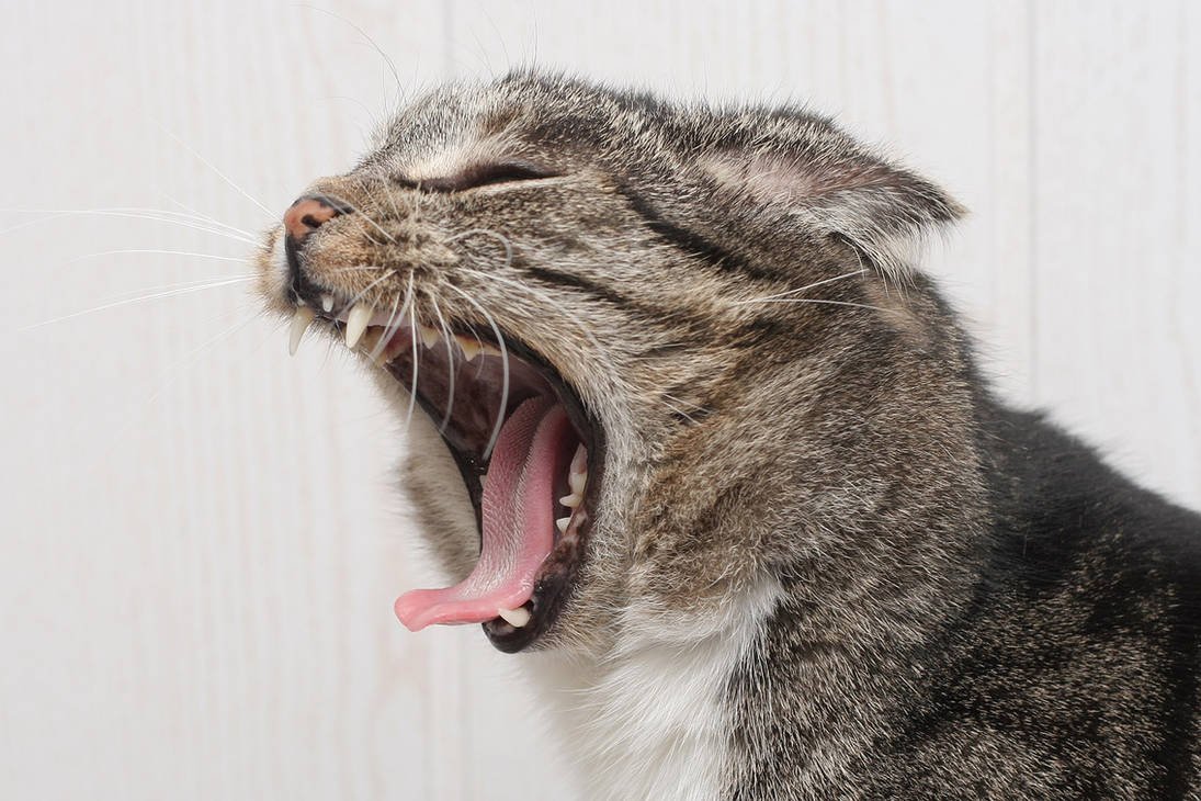 Высунула язык и тяжело дышит. Орущий кот. Кот с открытой пастью. Кричащий кот. Кот зевает.