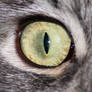 1500 px Cat eye