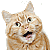 animated cat avatar