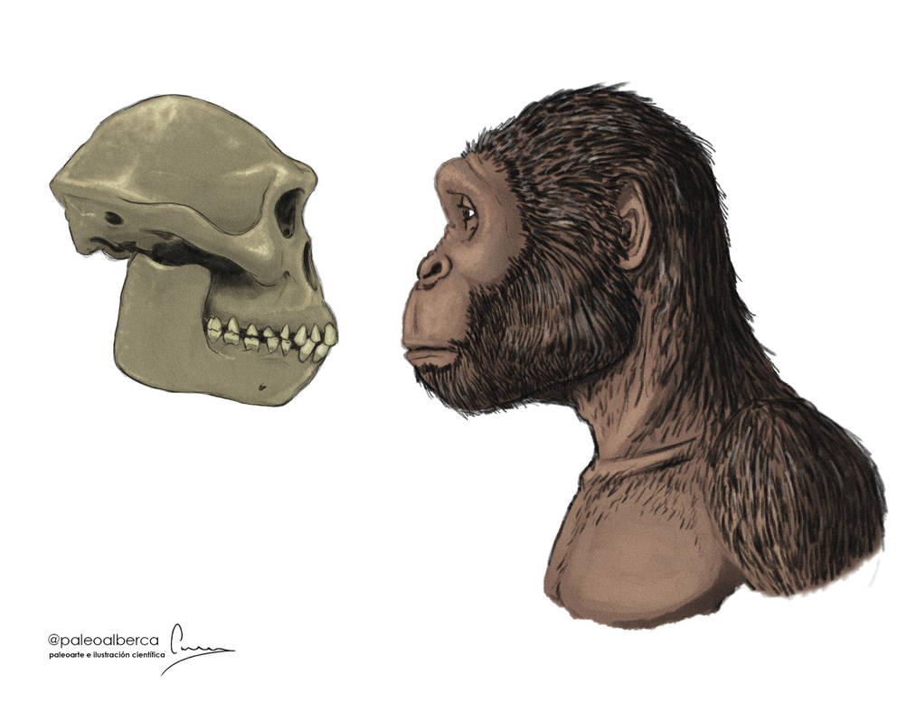 Australopithecus Reproduction Australopithecus afarensis by paleoalberca on DeviantArt