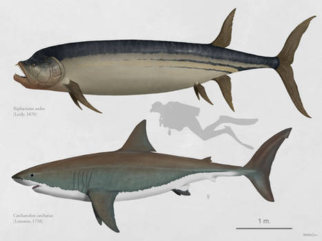 Xiphactinus and White Shark