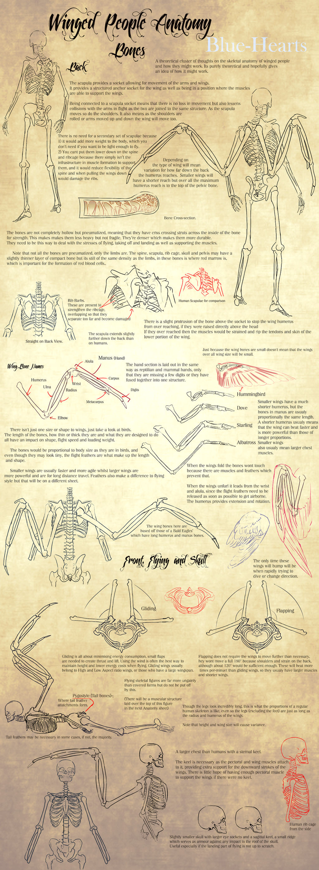 Winged People Anatomy: Bone Structure.