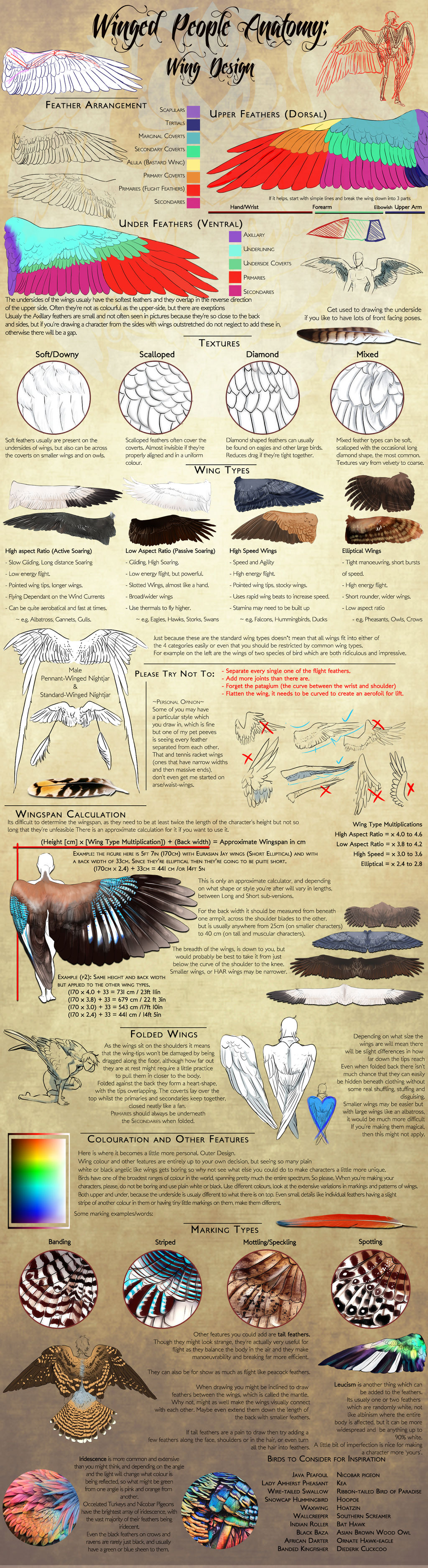 Winged People Anatomy: Wing Design