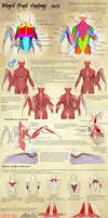 Winged People Anatomy: Muscles