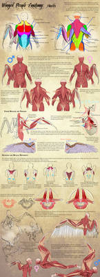 Winged People Anatomy: Muscles