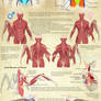 Winged People Anatomy: Muscles