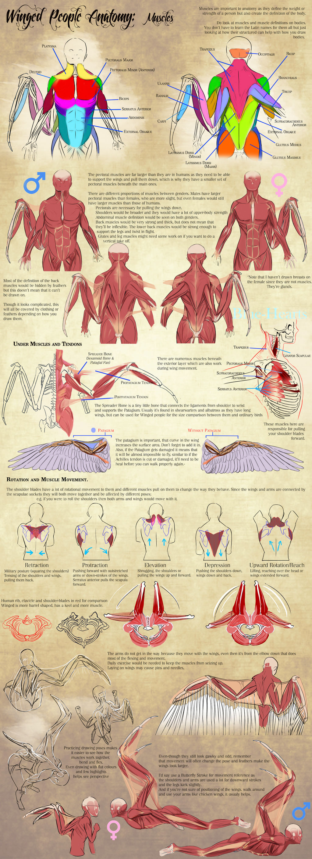 Winged People Anatomy: Muscles