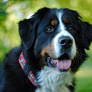 Portrait bernese