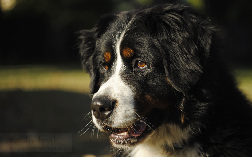 Eyes bernese