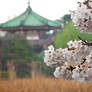 Pagoda and Sakura