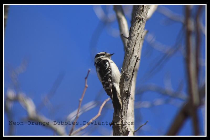 woodpecker 1