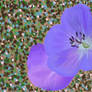 Purple Flower