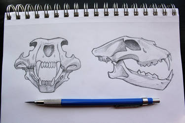 Lion Skull