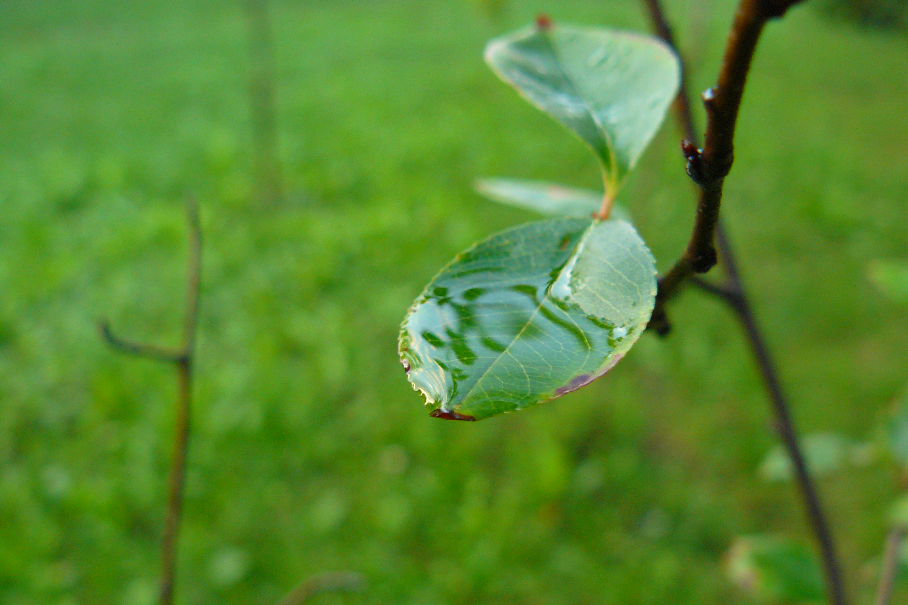 The Spoon of Rainwater