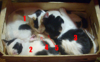 5 CATS IN THE BOX