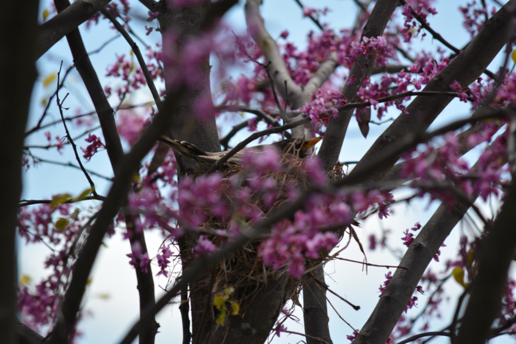 A Robin sits as spring brings new life...