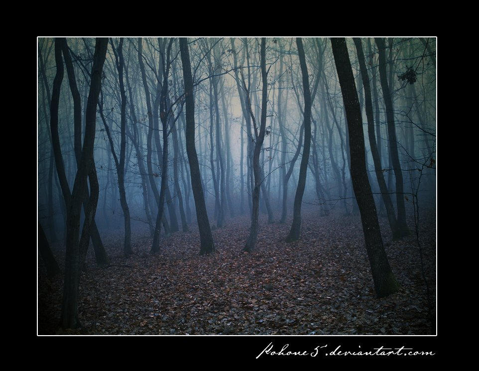 Forest in the fog I