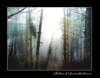 Forest in the fog II