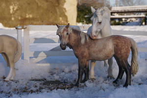 Horses in the snow (CollectA) Scale 1/18