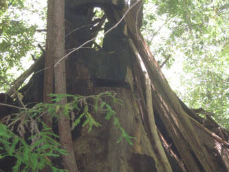 Russian hermit of the Redwoods