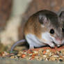 pigmy mouse
