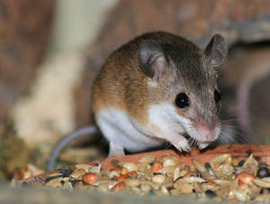 pigmy mouse