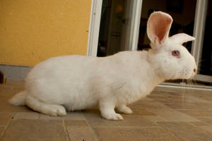 white rabbit II by szorny-stock
