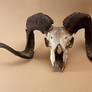 Ram skull II