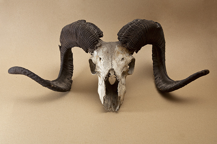 Ram skull II