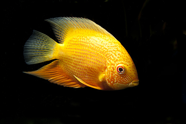 golden severum