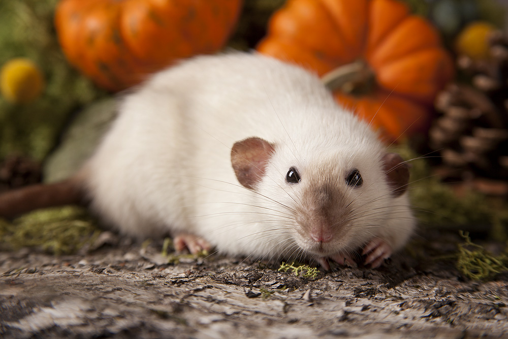 Siam Ratten siamese rat II by szorny-stock on DeviantArt
