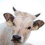 Hungarian Grey calf