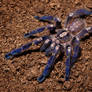 Metallic blue spider