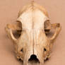 Fox skull II