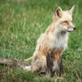 Red fox II