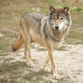 Grey wolf II